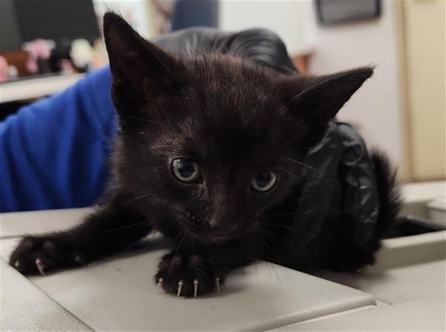 JAG - Domestic Short Hair available for adoption