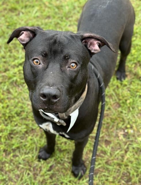 TERRY - American Staffordshire Terrier available for adoption