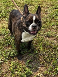 FRANKIE - Photo 1