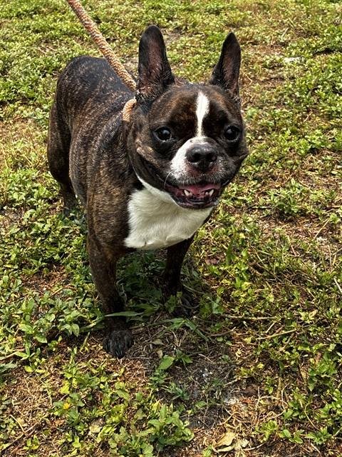 FRANKIE - French Bulldog available for adoption