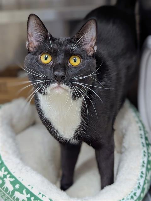 UMBREON - Domestic Short Hair available for adoption