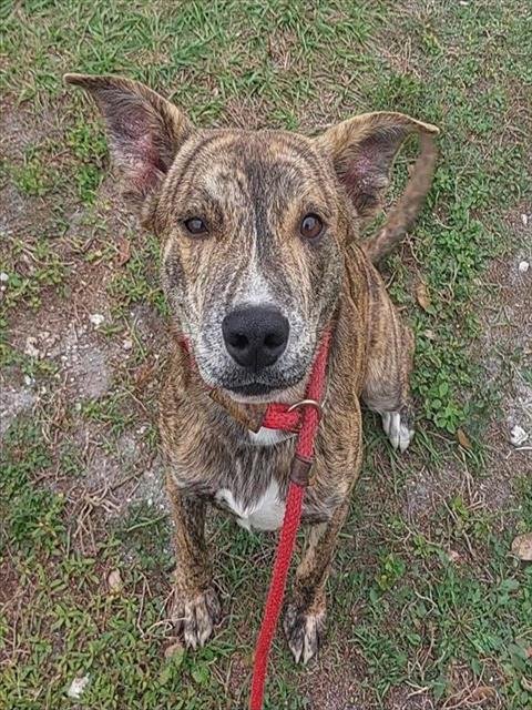 PASHTU - American Staffordshire Terrier available for adoption