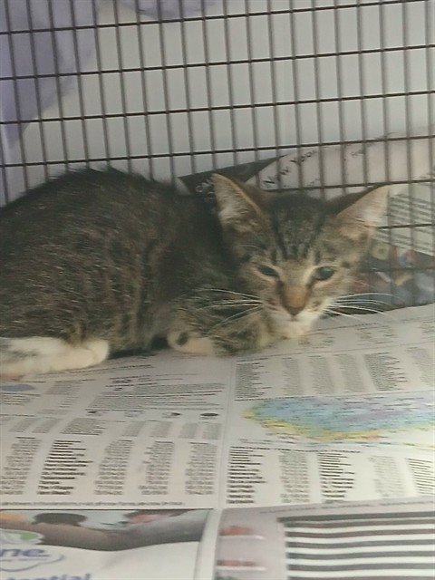 A2479739 - Domestic Short Hair available for adoption