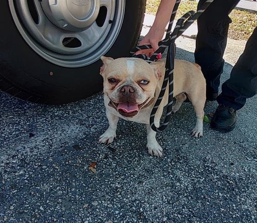 ADELE - French Bulldog available for adoption
