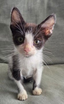ANYA - Domestic Short Hair available for adoption