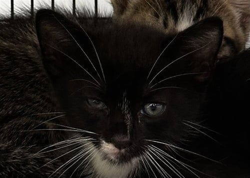 BITSY - Domestic Short Hair available for adoption