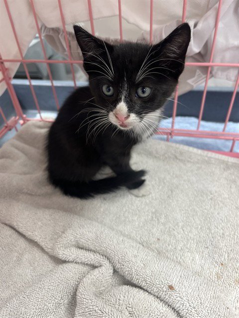 SYLVESTER - Domestic Short Hair available for adoption