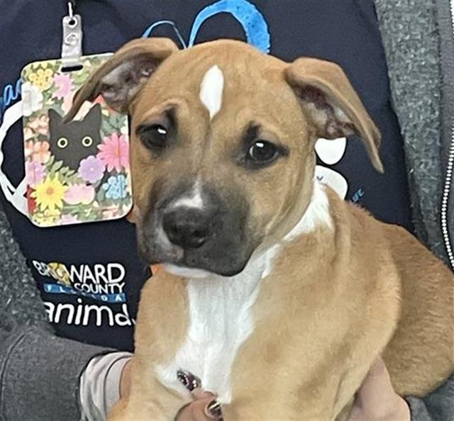 PETUNIA - American Staffordshire Terrier available for adoption