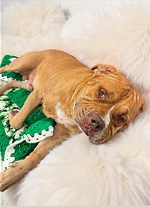 MASSIMO - American Staffordshire Terrier available for adoption