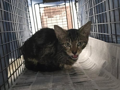 DEXTER - Domestic Short Hair available for adoption