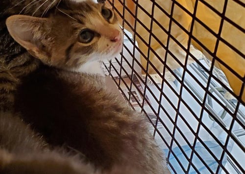 LEON - Domestic Short Hair available for adoption