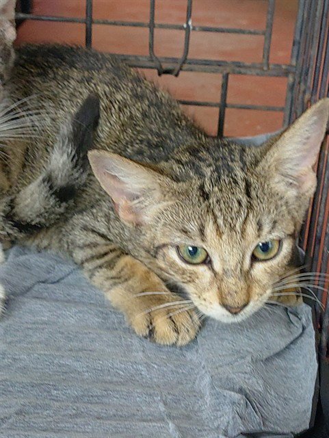 MIKA - Domestic Short Hair available for adoption