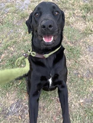 SUZIE - Labrador Retriever available for adoption