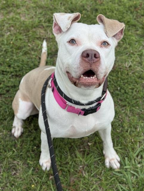 PINTO - American Staffordshire Terrier available for adoption