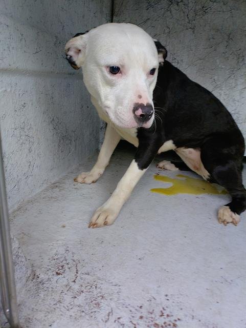 MORTICIA - American Staffordshire Terrier available for adoption