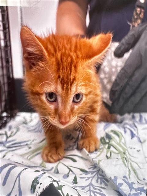 A2476581 - Domestic Short Hair available for adoption