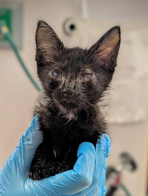 WINKY - Domestic Short Hair available for adoption