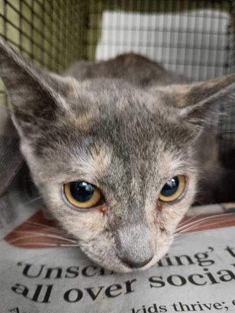 TOMMY - Domestic Short Hair available for adoption