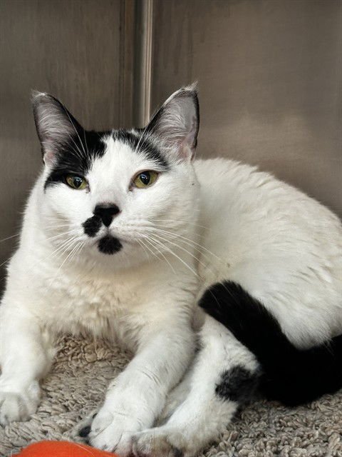 KAYLA - Domestic Short Hair available for adoption