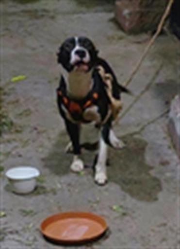 VARSITY - American Staffordshire Terrier available for adoption