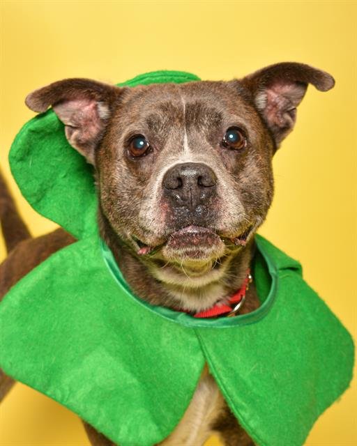 BROWNIE - American Staffordshire Terrier available for adoption