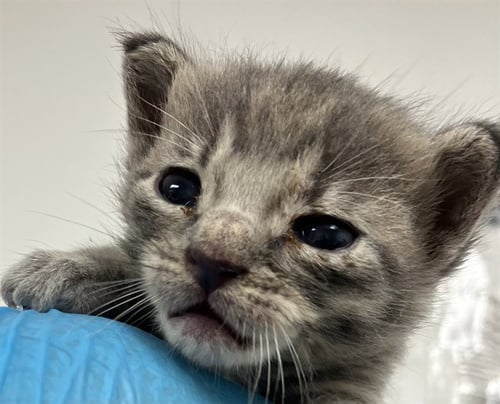 ASH - Domestic Short Hair available for adoption