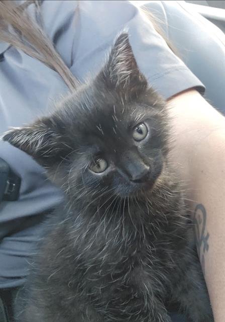 FROG - Domestic Long Hair available for adoption