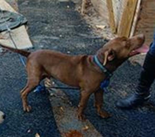CANELO - Labrador Retriever available for adoption