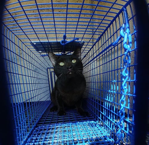 A2481355 - Domestic Short Hair available for adoption
