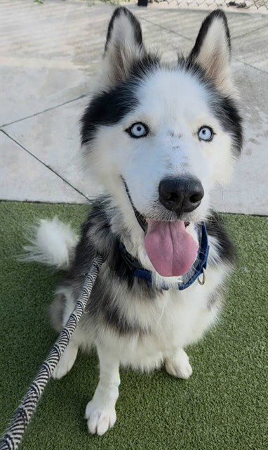 EVEREST - Siberian Husky available for adoption