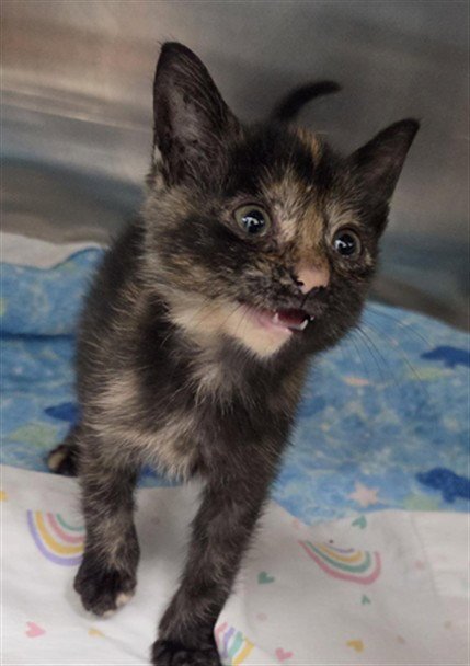 *PAWLA ABDUL - Domestic Short Hair available for adoption