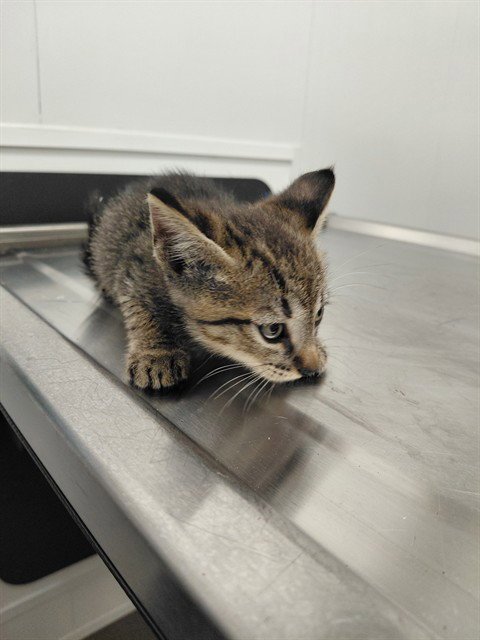 TITO - Domestic Short Hair available for adoption