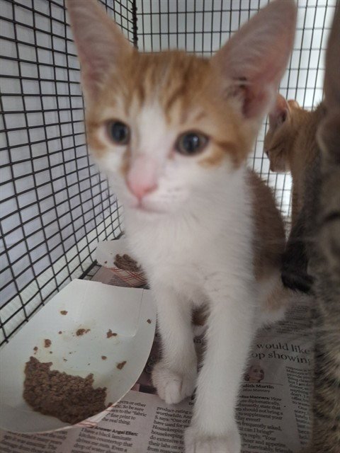 *DEAN - Domestic Short Hair available for adoption