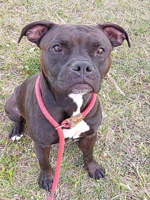 KAPRI - American Staffordshire Terrier available for adoption