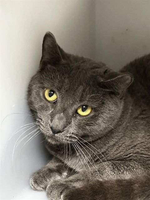 VLAD - Domestic Short Hair available for adoption