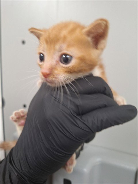 A2480784 - Domestic Short Hair available for adoption