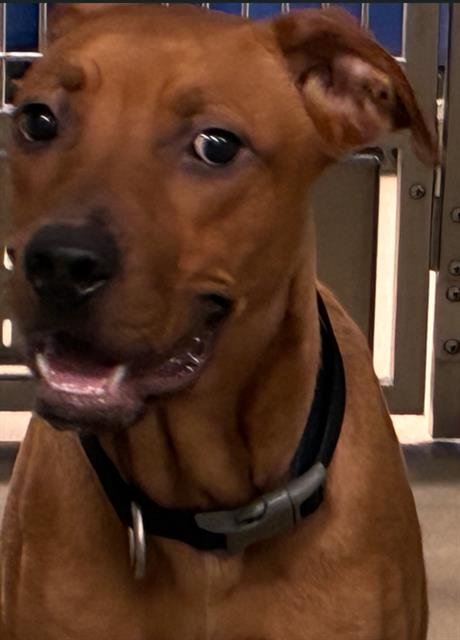 BAMBI - American Staffordshire Terrier available for adoption