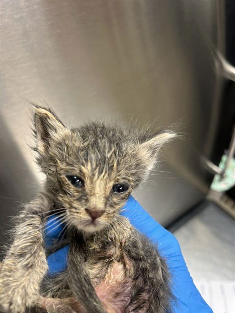 A2473371 - Domestic Short Hair available for adoption