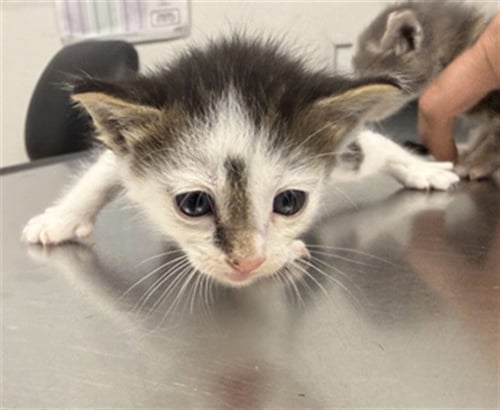 JOSH - Domestic Short Hair available for adoption