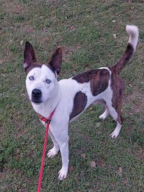 BENJI - Husky available for adoption