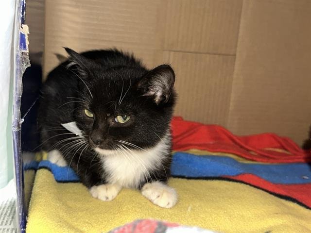 BRANDY - Domestic Short Hair available for adoption