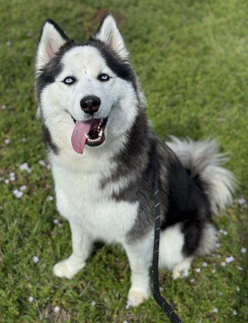 STAR - Siberian Husky available for adoption