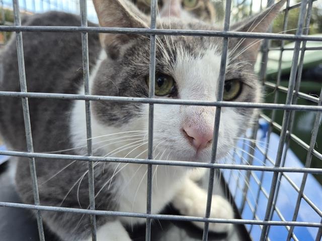 AIKO - Domestic Short Hair available for adoption