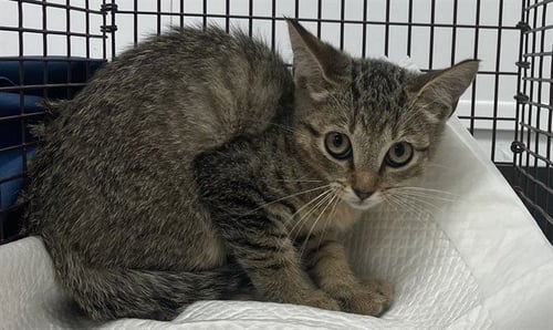 A2481144 - Domestic Short Hair available for adoption