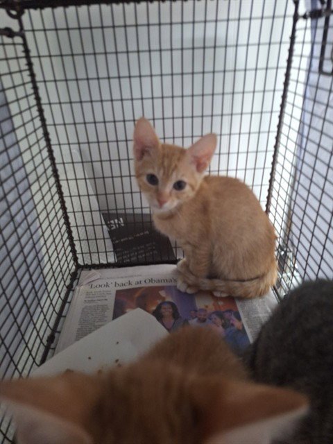 *MORNI - Domestic Short Hair available for adoption