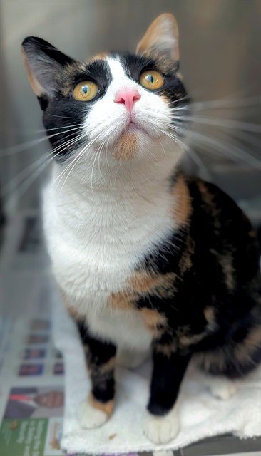 STELLA - Domestic Short Hair available for adoption