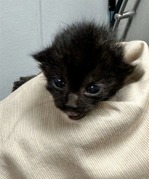 A2476677 - Domestic Short Hair available for adoption