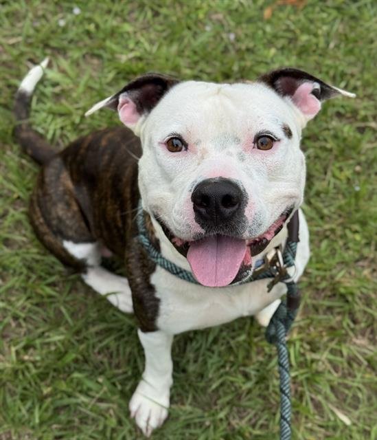 BLUE - American Staffordshire Terrier available for adoption
