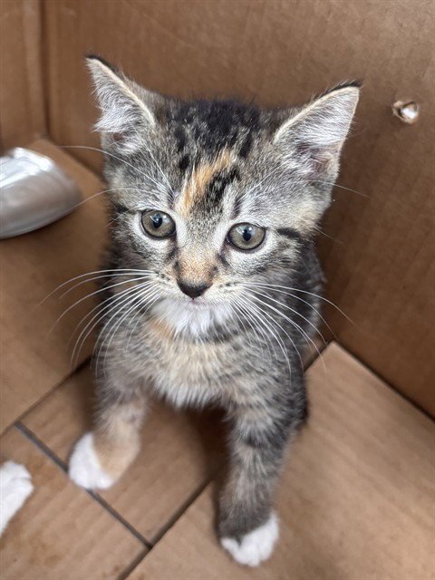 WILLOW - Domestic Short Hair available for adoption