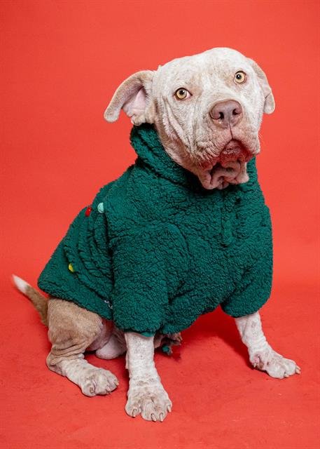 ICE CREAM - American Staffordshire Terrier available for adoption